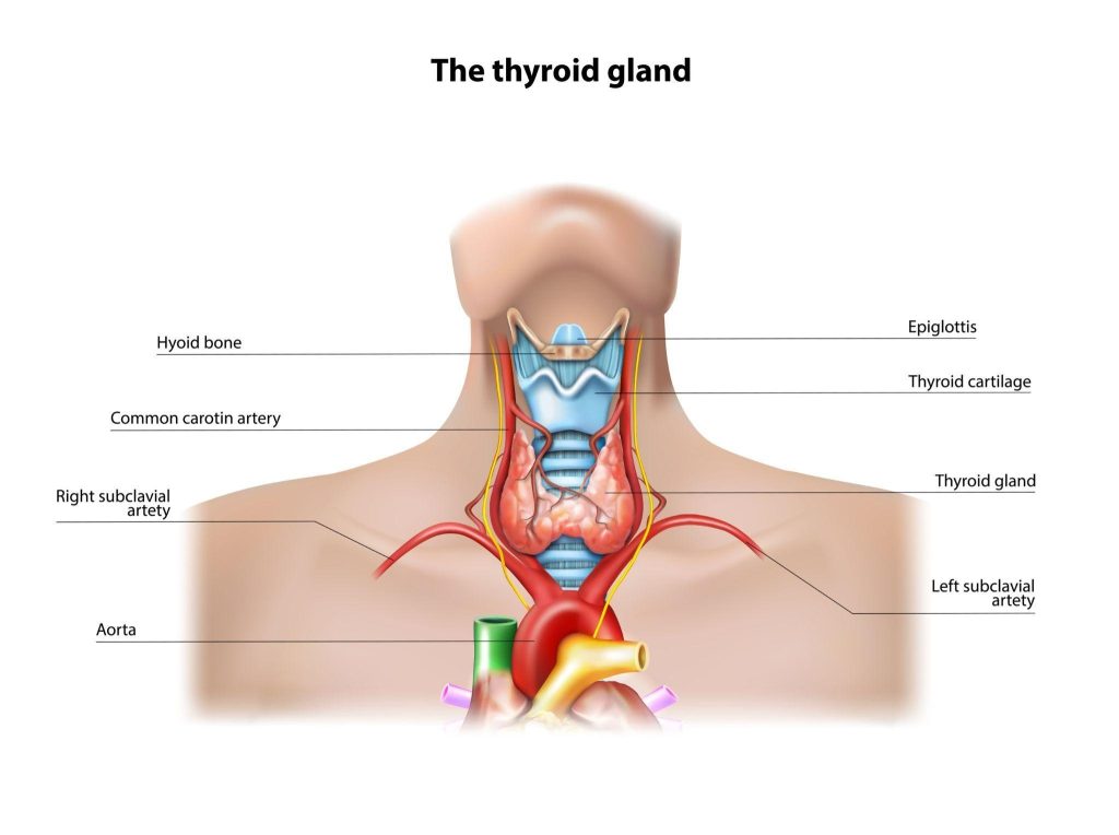 hypothyroidism causes.